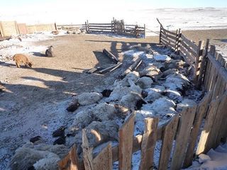 Stádo ovcí sužovaných extrémními mrazy