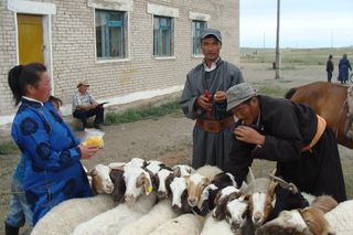 Restoration of Livelihoods of Families Affected by Dzud