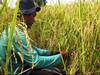 From Illegal Logger to Best Farmer in Aceh