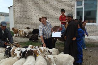 Distribution of livestock to 40 mongolian herder families affected by natural disaster, dzud