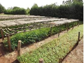 Forestry nursery in Kachabira woreda, Gemesha