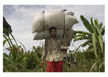 Patchouli Growers in Aceh, Indonesia