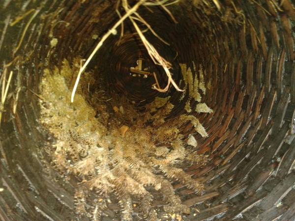 Interior of a traditional Ethiopian hive.