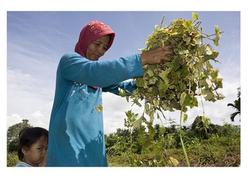 Botanicus podporuje zemědělce v Indonésii