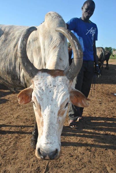 Chovatel, jehož život je zcela podř&iacute;zen životu jeho st&aacute;da - st&aacute;t V&yacute;chodn&iacute; Equatoria