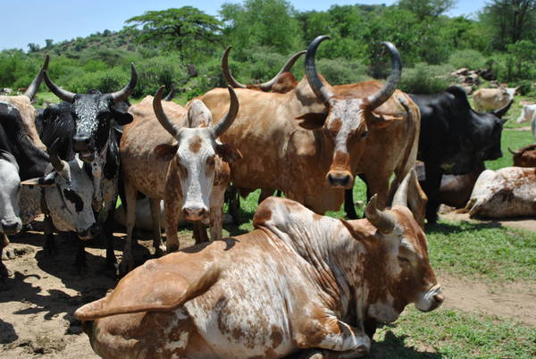 Dobytek je největ&scaron;&iacute;m majetkem pastevců kmene Toposa (foto: Lenka Huberov&aacute;)