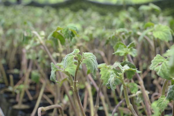 Patchouli seedlings.