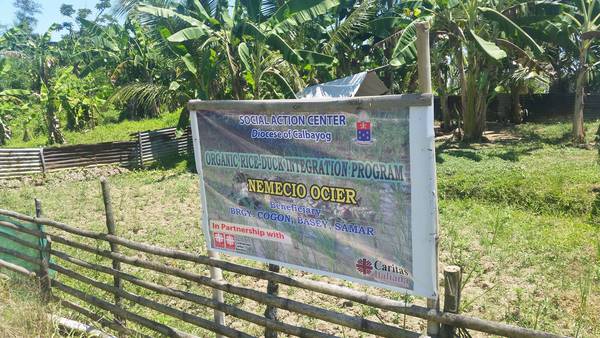 Organic field on Samar.