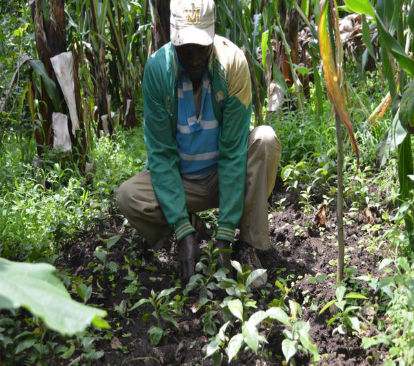 Mathewos Adebo on his land.