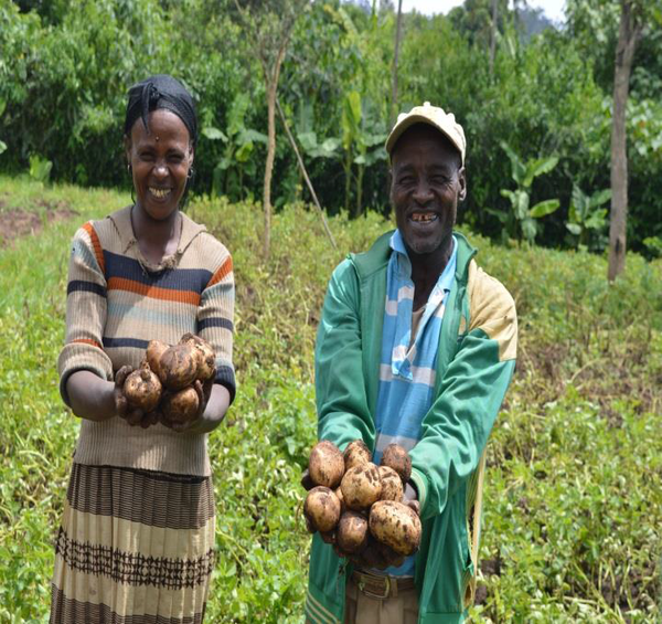 Mathewos Adebo shows their harvest.