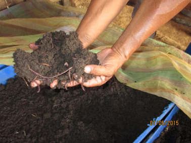 Vermicompost.