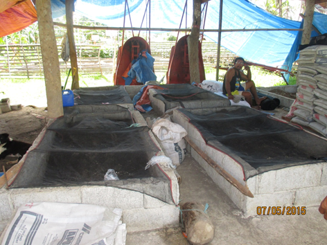 Vermicompost (Osmena village).