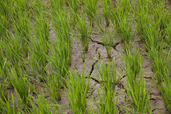 System of Rice Intensification helps farmers in Samar to cope with El Niño (photo: Jakub Žák).
