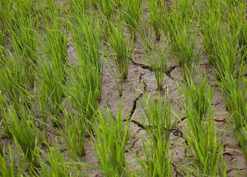 Po tajfunu abnormální sucho