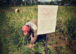 SRI rice field in the village of Santa Rosa