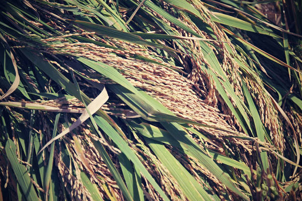 Ears of rice grown by rice intensification (photo: Jakub Žák).
