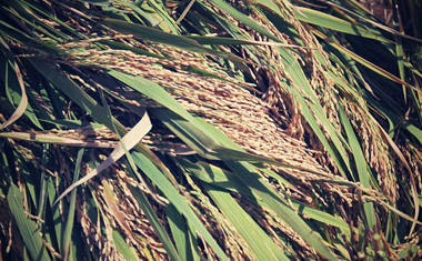 Zralé rýžové klasy (foto: Jakub Žák).