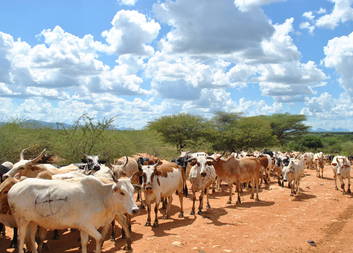 Živočišnou produkci v Jižním Súdánu ovlivňuje také kvalita a dostatek vody