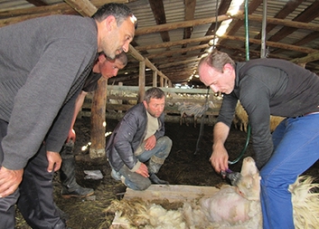 V Gruzii objevují zapomenuté dovednosti stříhání ovcí