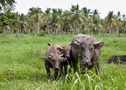 The buffalo's mother gave birth to two cubs 