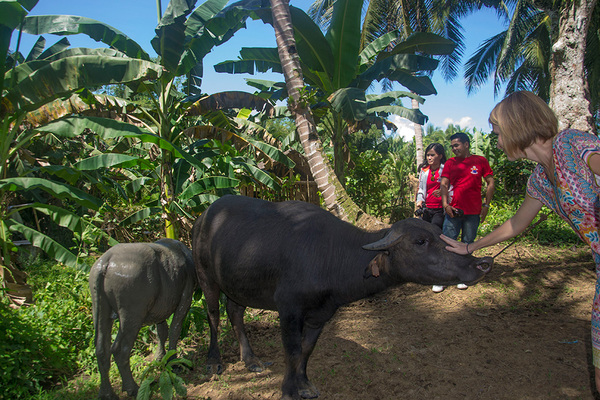 Buffalo, usual domestic animal (photo: Veronika Hirzel).