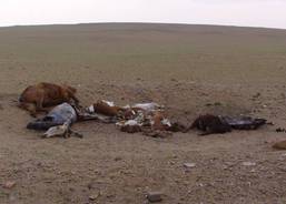 Humanitarian aid to victims of dzud in May 2008