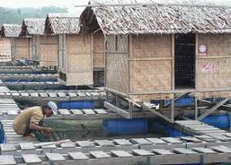 Floating hatcheries in Aceh