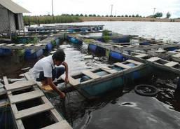 Floating hatcheries in Aceh