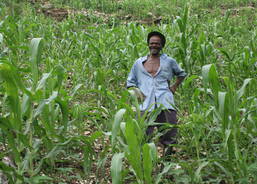 Leogane, support of small farmers