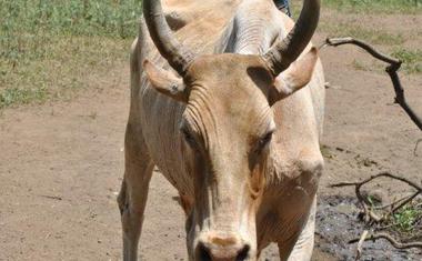 Na péči o dobytek závisí jejich přežití