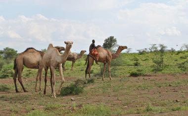 Ve svých stádech pečují i o velbloudy