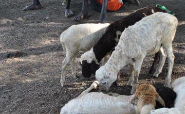 Stáda pro ně znamenají vše