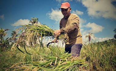 Sklízení dozrálých klasů (foto: Jakub Žák).