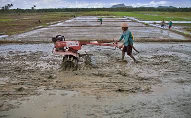 Příprava půdy pro přesazování rýžových sazenic