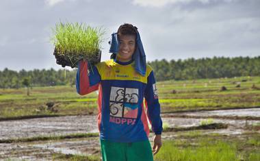 Osm dní staré sazeničky organické rýže.