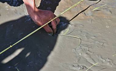 Přesazování sazeniček rýže (foto: Jakub Žák).