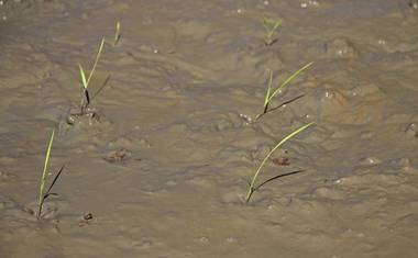 Právě přesazené osmidenní sazeničky organické rýže