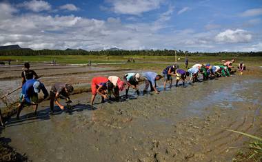 Zemědělci přesazují rýži (foto: Jakub Žák).