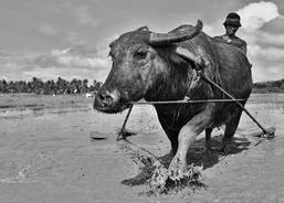 Land preparation using water buffalo and a plough
