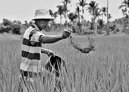 Jose Evina takes care of his field