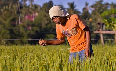 Mezi jednotlivými druhy hmyzu je třeba rozlišovat