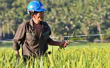 Filipínští zemědělci během dne svá pole i vypleli
