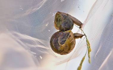 V rýžovém poli jde narazit i na šneky