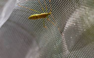 Hmyz místní farmáři sbírali pomocí bílých sítí