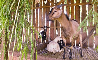 Na farmách nechybí ani hospodářská zvířata