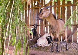 Also livestock live on the farms