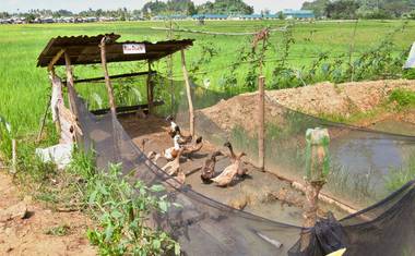 K produkci bio rýže se užívá tzv. rýžových kachen