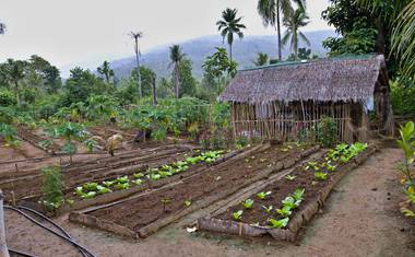 Ukázka zahrady, kde se pěstuje bio zelenina