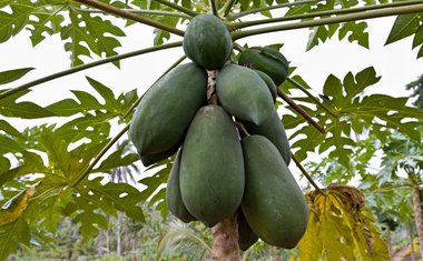 Na farmách a zahradách se pěstují různé plody