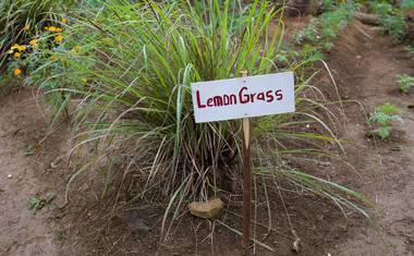 Další příklad pěstované rostliny: citorónová tráva